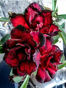 flower